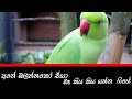 girawa | parrot | manju vlog | srilanka
