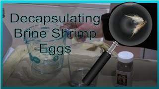 Simple Brine Shrimp Egg Decapsulation