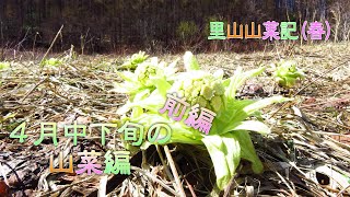 里山山菜記(春)④～４月中下旬の山菜～前編「トリカブトとニリンソウの見分け方、オオアマドコロの見分け方、ユキザサとホウチャクソウの見分け方、エンレイソウ、クサソテツ(コゴミ)」