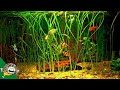 How to Grow Fish Tank Plants- Aquarium Co-Op