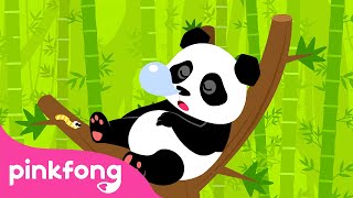 🐼Panda | Canções de Animais | Pinkfong Canções para Crianças