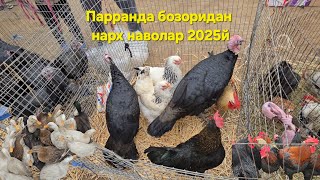 Товук парранда бозори  нархнаволари 2025й