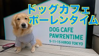 NEWオープンのドッグカフェに行ってきたゴールデンレトリバーもも