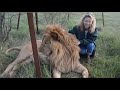 ukisikia balaa la simba ndio hili terrific moment man vs lion confrontations wild animals