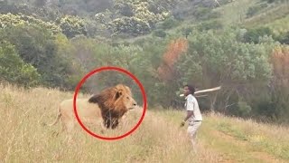 ukisikia balaa la Simba ndio hili Terrific moment Man Vs Lion Confrontations wild animals