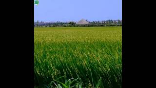 Beautiful Canada Rice 🌾 Farming Nature Scene