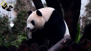 20181117 圓仔要吃飯了才睡覺+回家片段 The Giant Panda Yuan Zai