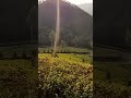 mesmerizing munnar kerala