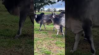 🔴 GUZERAT CATTLE ✅ Biggest Bulls And Cow