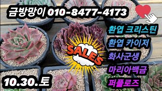 #금방망이#금방망이다육마켓#환엽카이저#단심#환엽크리스틴#마리아백금군생#특별할인가