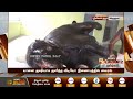 ஷவரில் ஆனந்த குளியல் போட்ட ஆண்டாள் கோவில் யானை srivilliputhur elephant bathing