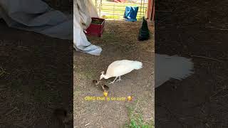 Peacock babies 🦚eating food from mom’s mouth👄cuteness overloaded 🥰#shorts#birds #youtubeshorts#yt