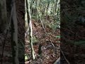 Kauri Tree Two