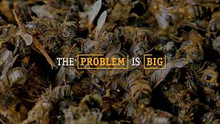 Imagine a world without bees