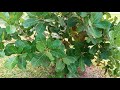 cashew tree loves florida climate