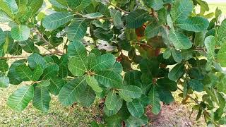 Cashew Tree Loves Florida Climate