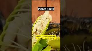 The Secrets of the Venus Flytrap's Survival