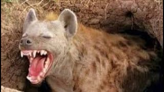 Why it sucks to be male hyena , here amazing facts about hyena