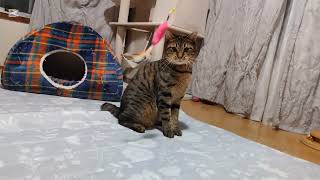 子猫成長日記562　これは保護猫のドキュメンタリー動画です(笑)　まーちゃんがハッスル(笑)　珍しいな🎵　しかし元気で何より(笑)