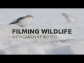 Filming Wildlife Videos with CANON RF 100-500 & EOS R5