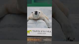 【天王寺動物園】イッちゃんはここにいる　風クンもここにいる　23.3.10