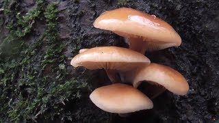 Velvet shank mushroom (Flammulina velutipes)