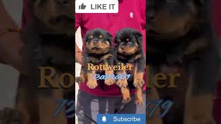 #rottweiler #rottweilerpuppy #rottwhilerdog #delhi #homedelivery #petshop #dogmarketincheapprice(1)