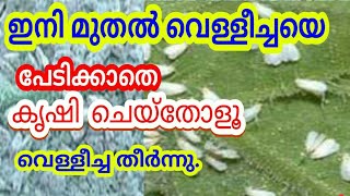 white fly velleecha മലയാളം കൃഷി ടിപ്സ്