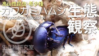 【希少種・高山性昆虫】カワカミハムシ　Chrysolina nikolskyi