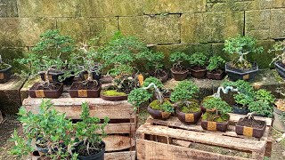 Obral santigi dn sancang yg mungil2 dn imut2 :0852 3238 7806 gilang bonsai