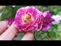 orfeo rose plant by takunori kimura 2016 japan floribunda バラ オルフェオ バラの家 木村卓功氏