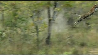 Male leopard Quarantine's amazing jump!!