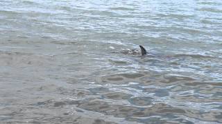 Newborn dusky dolphin