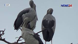 হাজারো পাখির কলোকাকলিতে মুখর নওগাঁর মহাদেবপুর 23Aug.19