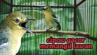 Pancingan paling ampuh sirtu malas bunyi//melodious birds chirping/very beautiful bird,