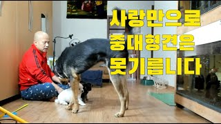 중대형견은 힘도세고,사람한테 위협적이라 사랑만으로 못키웁니다/적절한 교육과 개를 제압할 힘도 있어야 되고/유튜버는 취미가 아니고 직업입니다,#빠박이동물TV