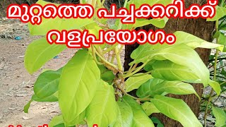 പച്ചക്കറികൾക്ക് വളം നൽകാം 🥰#latest #farming #vasthuveed #newvideo #new #veed #agriculture #vegetable