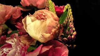 Time-lapse Pink Peonies blooming