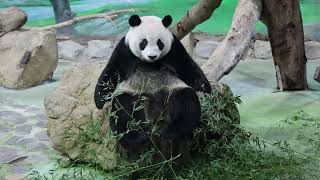 20241024 圓仔下樁太可愛 莫非身材成阻礙(節錄) Giant Panda Yuan Zai