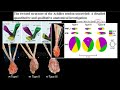 video 2 article commentary ultrasound and tendon pathology and achilles tendon rotation