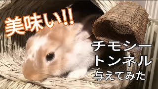 子うさぎに チモシートンネルを与えてみた