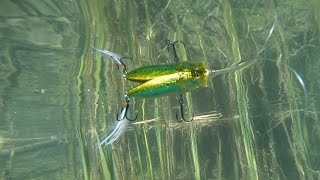 Megabass PopMax Underwater Video