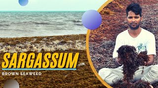 Sargassum (Brown Seaweed) on the Coasts : A Movie by POP Movement