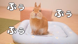 ぶぅぶぅ言いながら飼い主に近づいてくるウサギ【No.279】