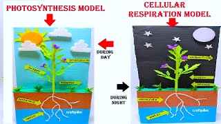 plant photosynthesis and cellular respiration model making for science project | diy | latest design