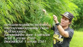 การปลูกกัญชง (Hemp) - สวพส.