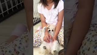 子供に甘える子犬が可愛い　#shorts