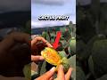 The Hidden Delight: Discover the Fruit Inside a Cactus #shortvideo #shorts #intrestingfacts