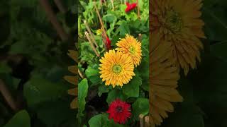 gerbera plant