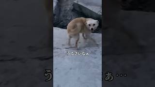 【最初から格好つけんなよなぁ】#dog #犬 #shorts #恥ずかしい #shy #comedy